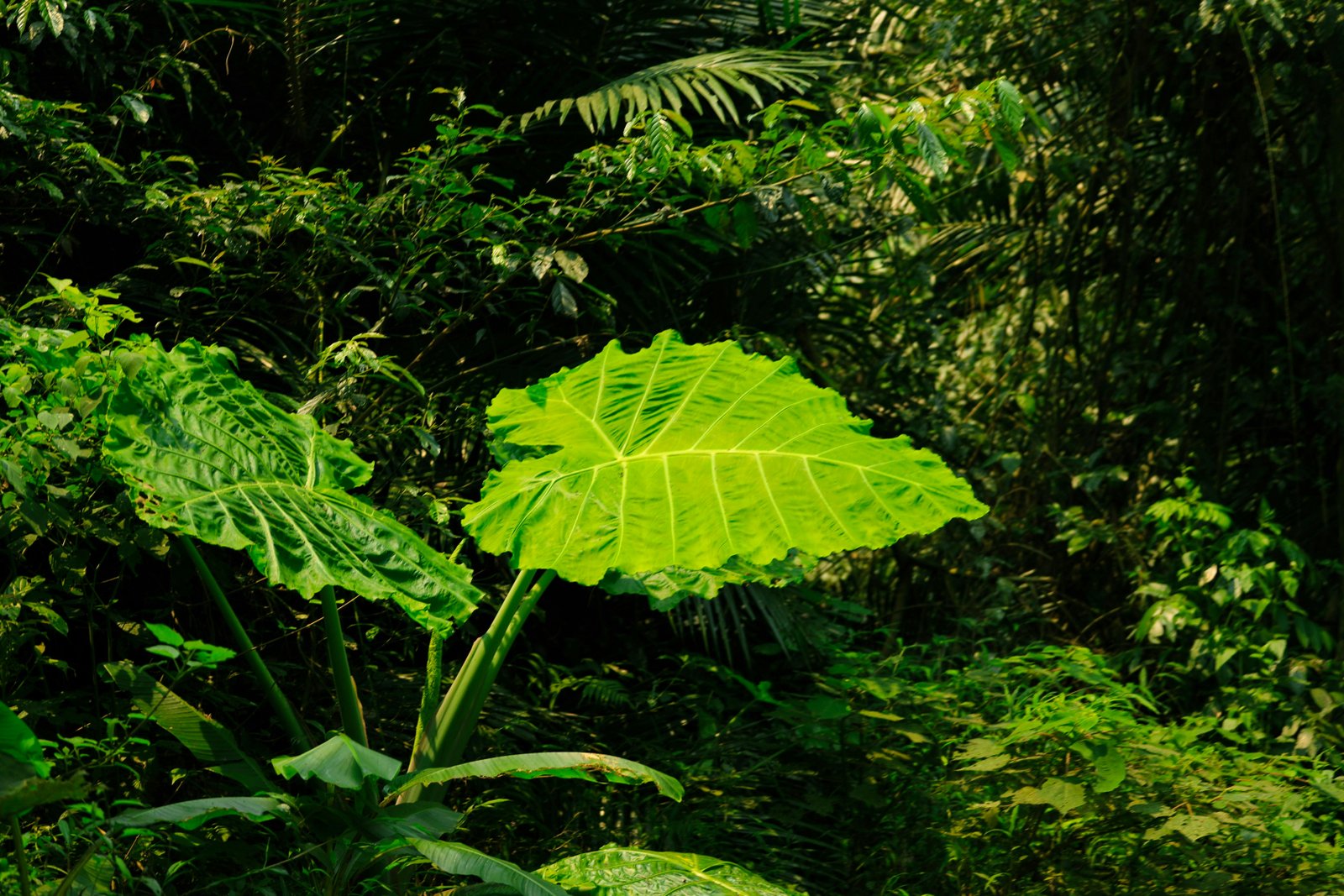 Jungle trekking through rainforest